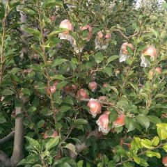 临猗县烟富3号红富士现已大量上市