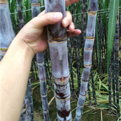 玉州樟木覃姐10月黑皮果蔗甘蔗