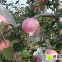 陕西高山膜袋红富士苹果上市价格行情
