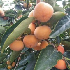 2016大荔柿子 陕西甜柿子，大量供应中