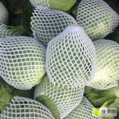 湖北嘉鱼圆包菜平包菜10月到4大量上市