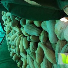 湖北省宜城市南瓜面积种植面积大