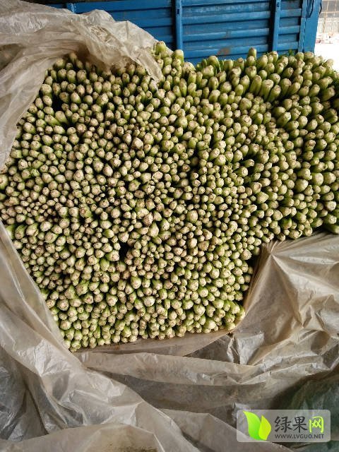 2016年山东沂南皇妃芹菜价格