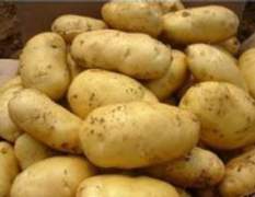 大量出售土豆，欢迎新老顾客前来订购！！！
