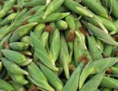 芜湖甜玉米糯玉米大量供应
