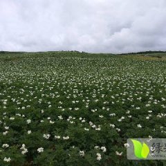 民乐土地1000多亩，出售大量土豆