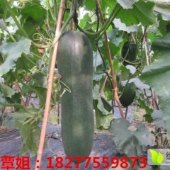广西玉林秋种黑皮吊冬瓜即将大量上市