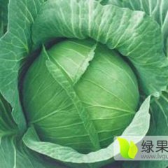 睢阳包菜长势旺盛,1860李旺诚信合作