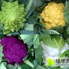 河南睢阳花菜常年销往各地蔬菜批发市场