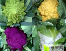河南睢阳花菜常年销往各地蔬菜批发市场