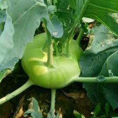 肥城本地有皮兰疙瘩数百亩，皮青绿