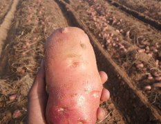 2016鄂托克前旗黄沙地土豆交易火爆