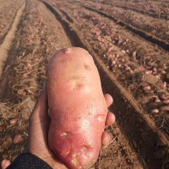 2016鄂托克前旗黄沙地土豆交易火爆