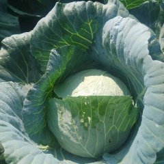 诸城乡村绿月大头菜 货源还在成长中
