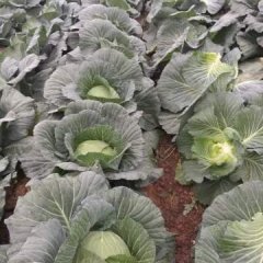 君山区广兴洲镇卷心菜