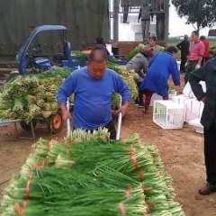 2016内乡韭菜 优质韭菜热销中