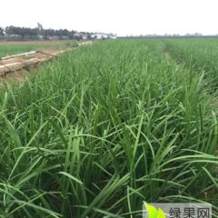 河南内乡好韭菜！欢迎选购！价廉质优~