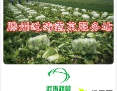 滕州大白菜10月北京新三号