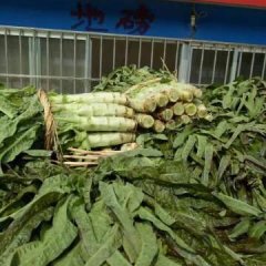 山东沂南福建永安红莴苣质量上乘