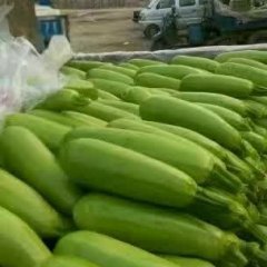 粉果西红柿，每天上货量在50万斤