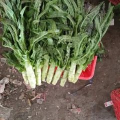 沂南辛集镇有机蔬菜批发市场莴苣