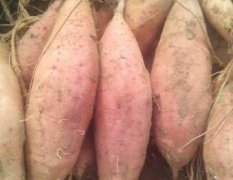 梁山秋红薯现在大量上市