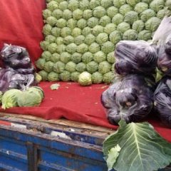 献县献县宋建利10月中甘21甘蓝