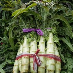 2016沂南陆地的紫叶莴笋已上市了