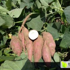 镇平红薯 大量商薯19上市，价格稳定