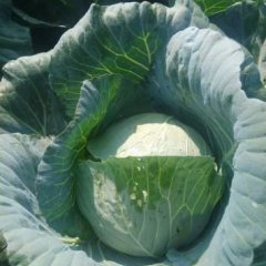 诸城乡村王先生10月奥奇那包菜价格