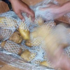 山东肥城荷兰七号土豆诚意代办