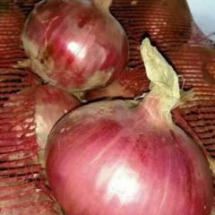 河南周口开封红皮洋葱价格适宜