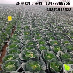 2017湖北嘉鱼甘蓝现在订货有惊喜