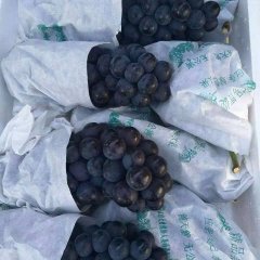 宾川葡萄这几天小季葡萄熟了