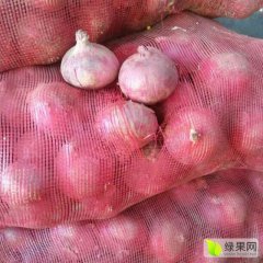 莘县洋葱价格行情平稳,山东冯耀岭诚信合作