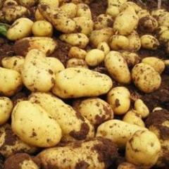 2016围场土豆价格波动不大