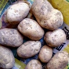 2016围场土豆走过路过不要错过