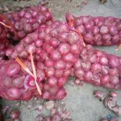 通许干洋葱 供应冷庫洋葱，质量优质
