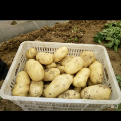 平度土豆 黄心皮亮，新鲜如初