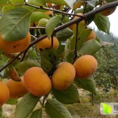 山东河东甜柿十月成熟