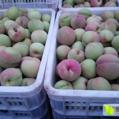 平邑县地方镇辛庄村，红雪桃成熟了