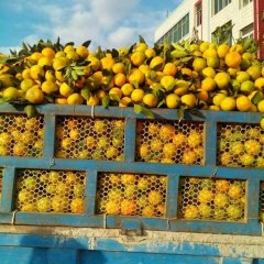 今年是我们丹江口柑橘的大年