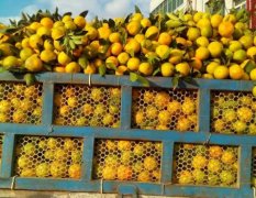 今年是我们丹江口柑橘的大年