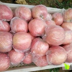 临猗苹果收购工作全面开展