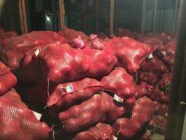 2016永昌洋葱值得出手