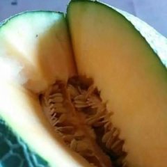 寿光甜瓜名优产品,田马毛禄芳诚信合作