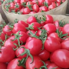 山东寿光京丹1号圣女果诚意代办