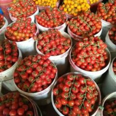 寿光代收千禧圣女果，红圣女果