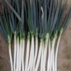 山东安丘铁杆大葱上市，量大质保