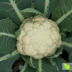 河北栾城雪玉菜花质量上乘